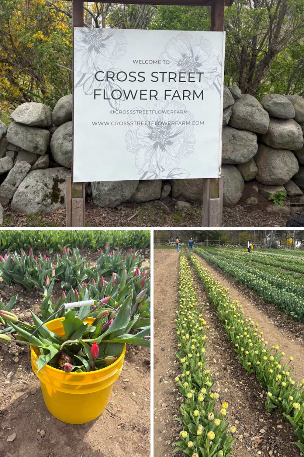 Cross Street Flower Farm – Norwell, MA