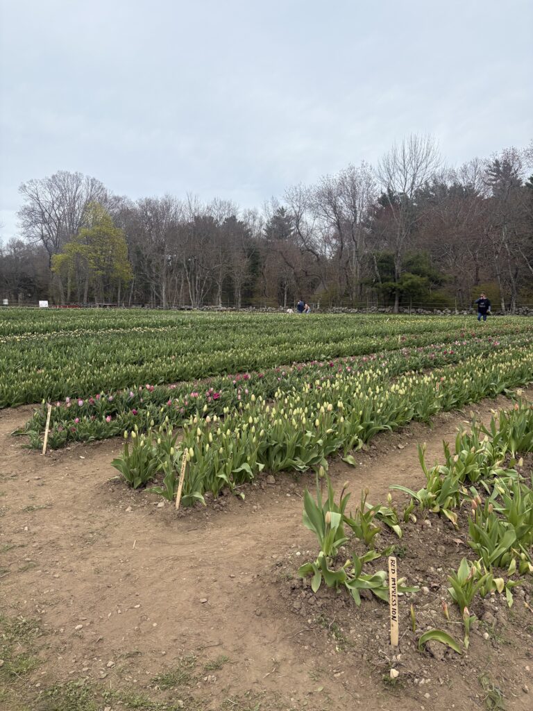 Rows of green, not yet bloomed tulips are shown at the tulip picking farm. There are two rows of yellow and purple tulips up front