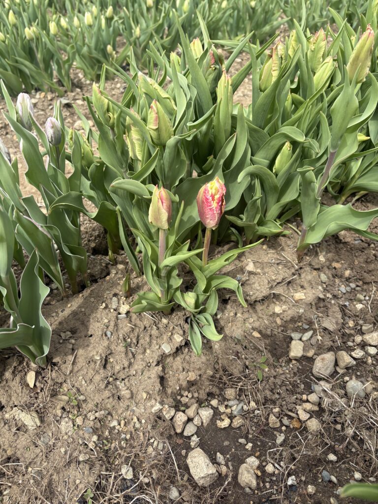 A pink tulip that is not blossomed yet with wavy edges is shown close up