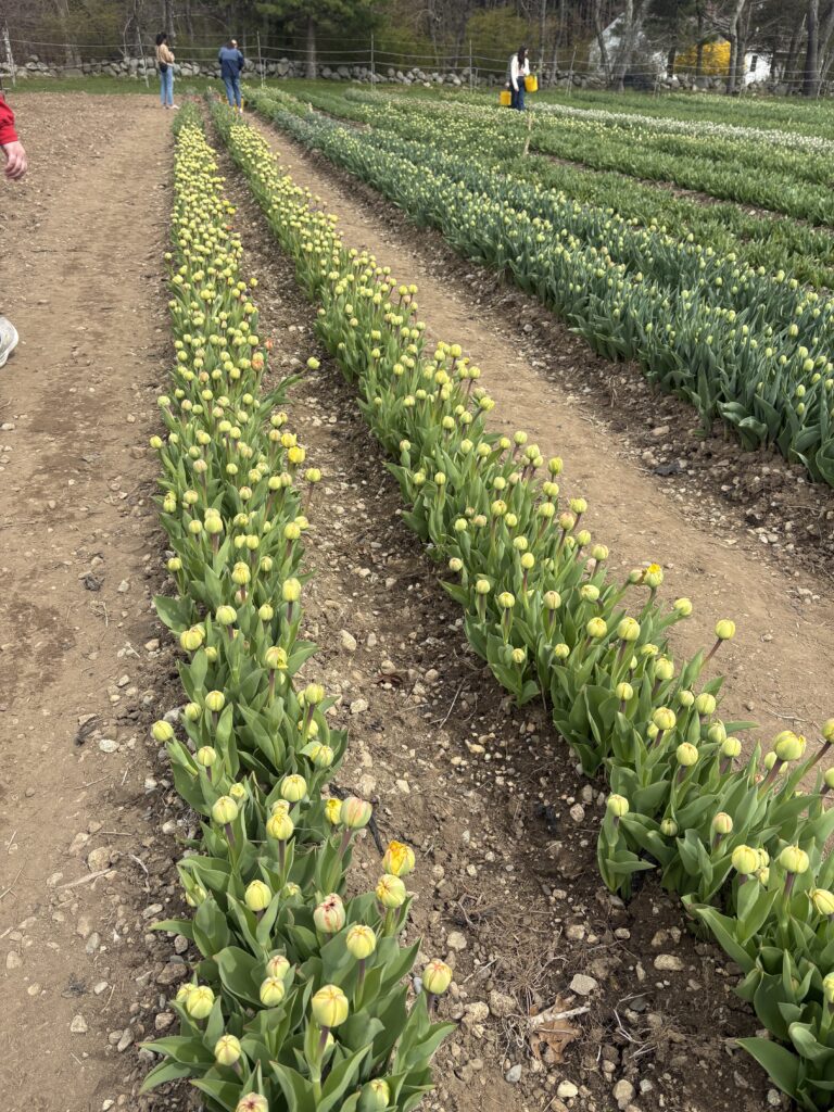 Two rows of round, yellow tulips are shown