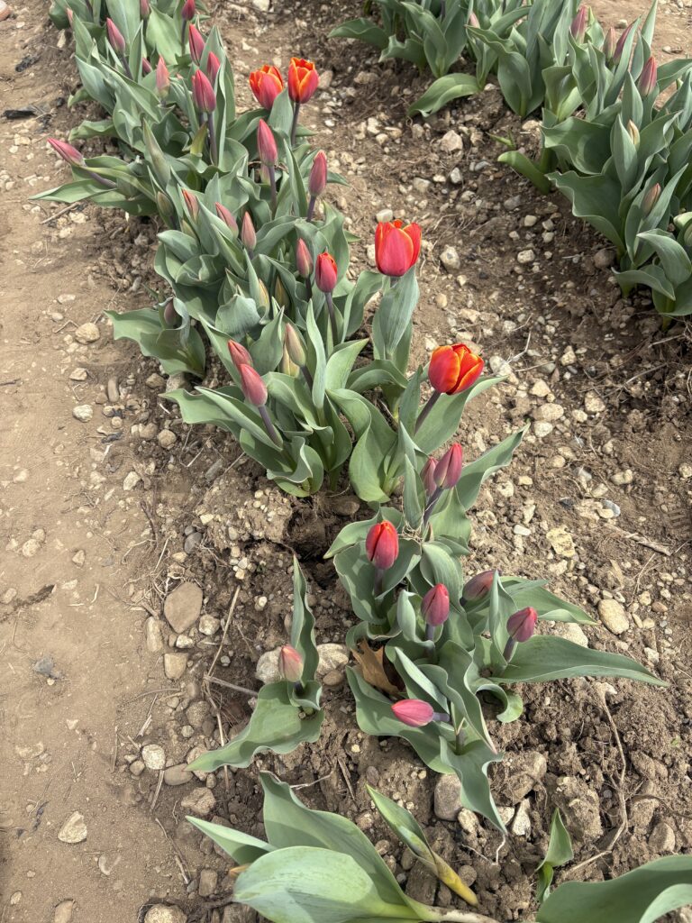 Red tulips with yellow edges are shown