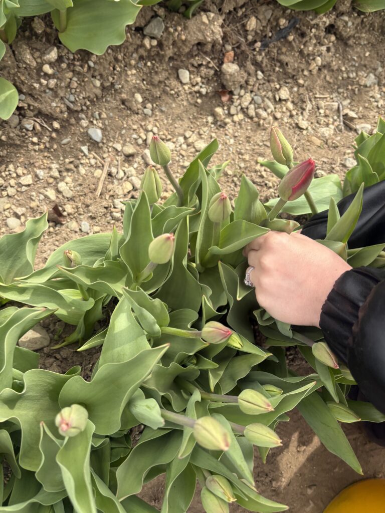 A hand picking a tulip is shown