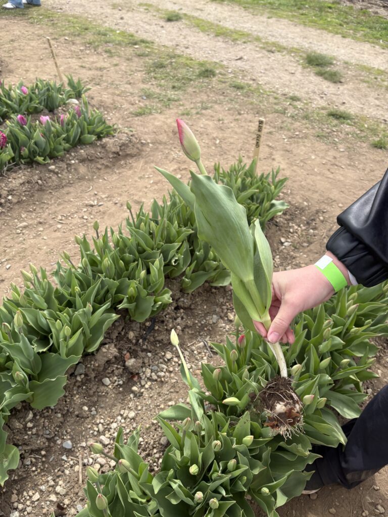 A person showing off a pink tulip that is not bloomed and primarily still green