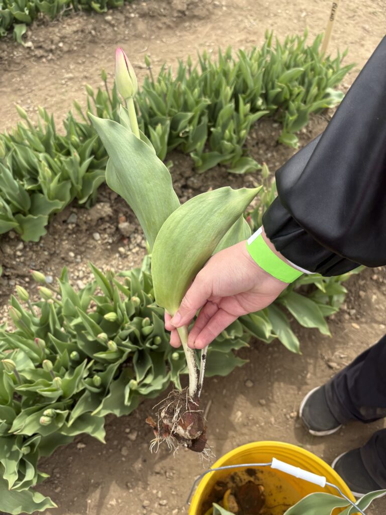 A person showing a tulip stem that is pink at the top and not fully bloomed