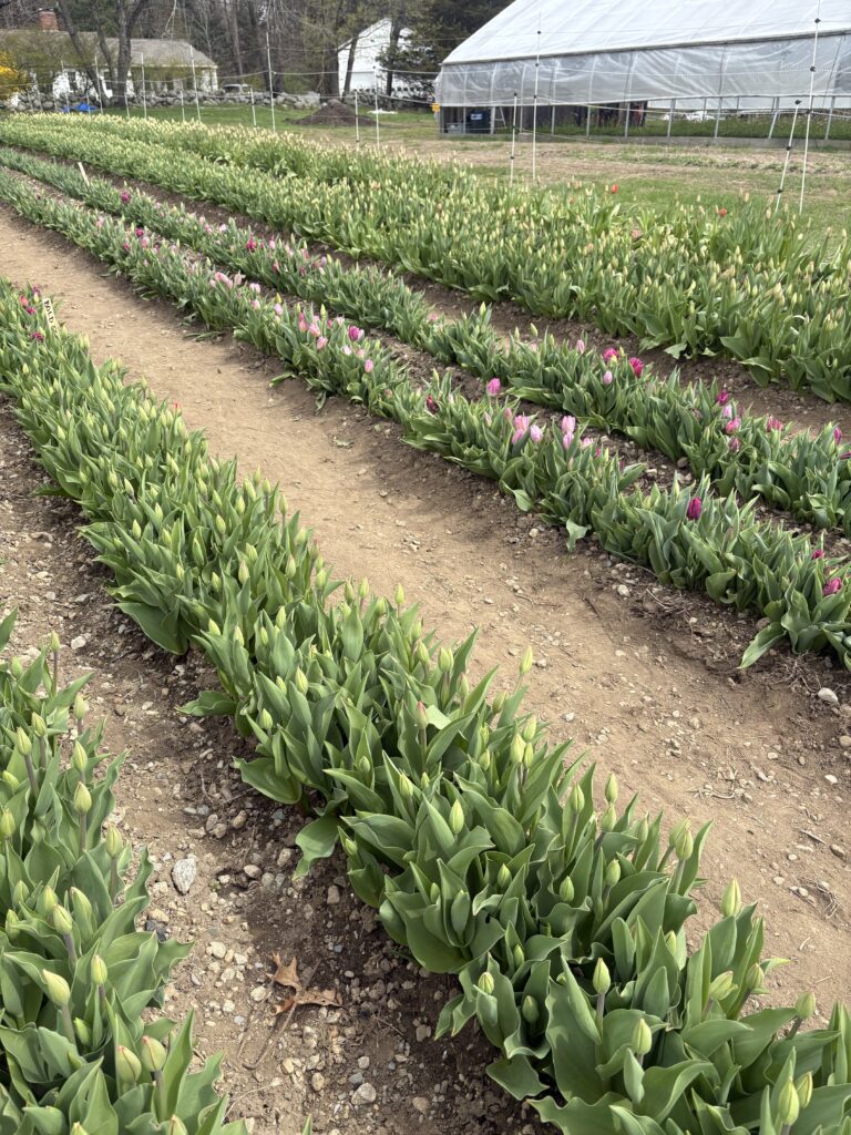 A row of pink/purple tulips is shown