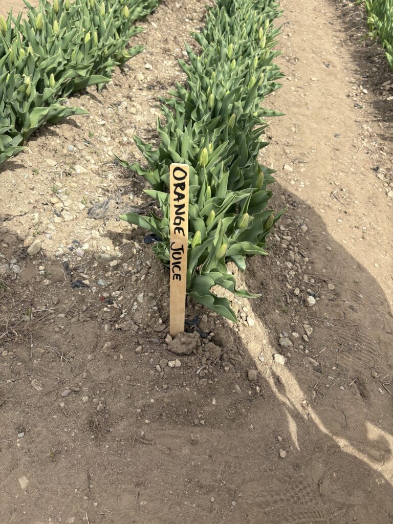 A tulip row is labeled "Orange Juice"