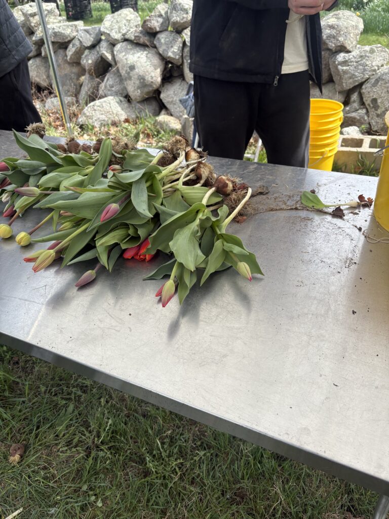 A group of tulips lie on a metal table in front of an employee who is cutting the bulb off of a tulip stem in his hand